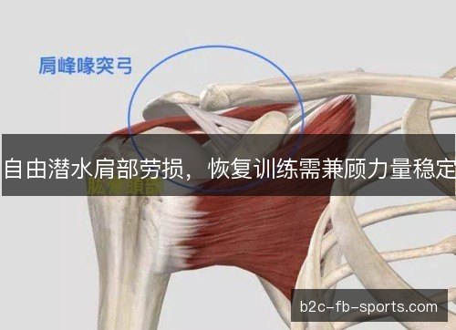 自由潜水肩部劳损,恢复训练需兼顾力量稳定 自由潜水肩部劳损,恢复训练需兼顾力量稳定